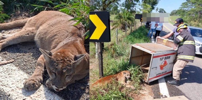 ONÇA ATROPELADA ENTRE CUMARI E ANHANGUERA TEM ESTADO DE SAÚDE ESTÁVEL, CONFIRMA DIOGO BALDIN, VETERINÁRIO DO CETAS DE CATALÃO