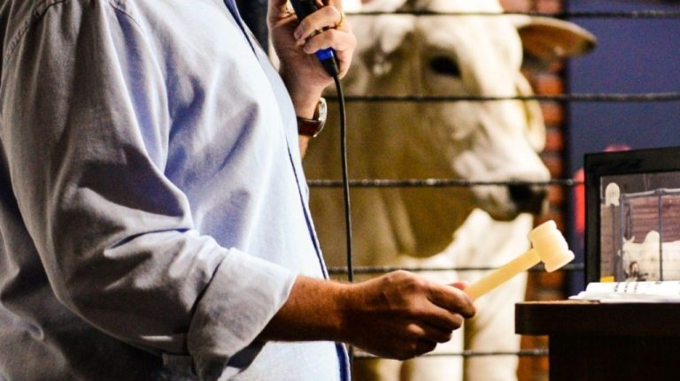 TRADIÇÃO RESGATADA: SINDICATO RURAL DE CATALÃO RETOMA COM LEILÕES DE GADO DE CORTE