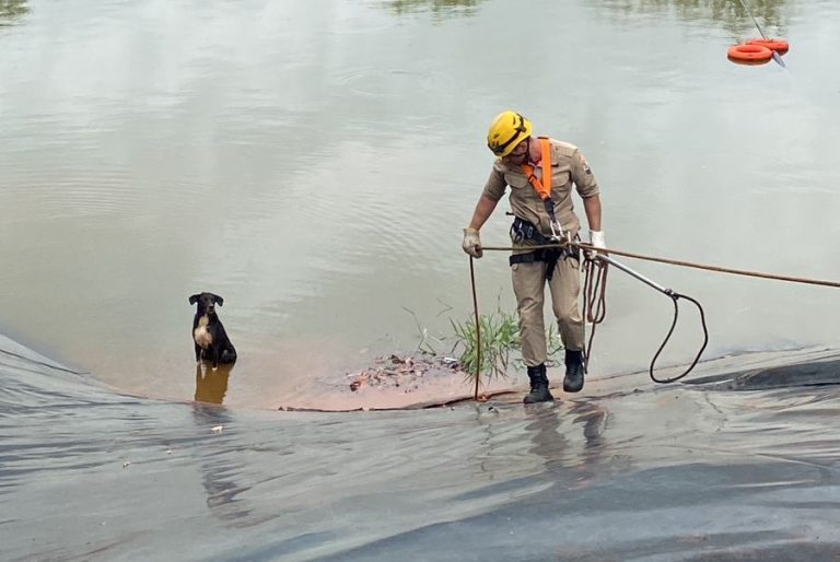 HISTÓRIA COM FINAL FELIZ: BOMBEIROS RESGATAM CACHORRO QUE CAIU EM REPRESA DE EMPRESA EM OUVIDOR