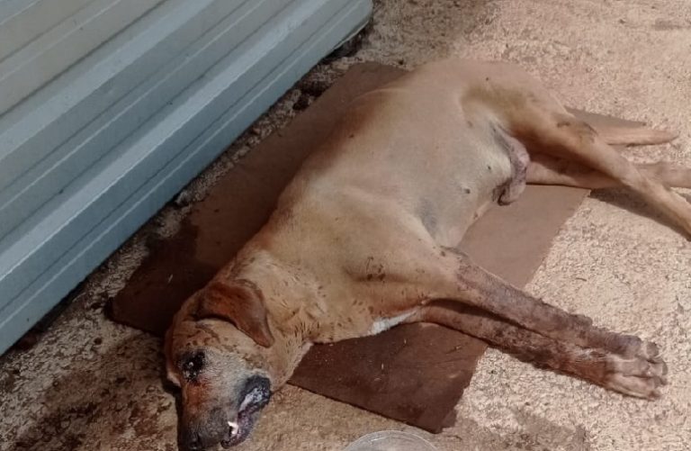 APELO URGENTE: CACHORRA ATROPELADA EM CATALÃO PRECISA DE SOCORRO VETERINÁRIO