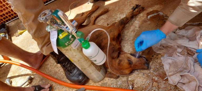 Cachorra sofre parada cardiorrespiratória ao ficar preso em veículo e é reanimado por socorristas do Corpo de Bombeiros de Catalão