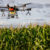 Para a utilização de drones para pulverização agrícola em Goiás, é obrigatório o registro na Agrodefesa