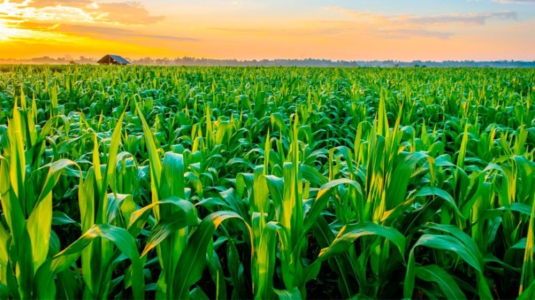 Sindicato Rural de Catalão realiza aula inaugural para os cursos Técnicos em Agronegócio