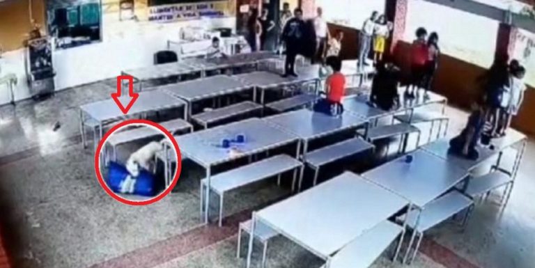 Filhote de Pitbull invade escola em Catalão e fere três alunos
