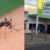 Catalão registra quase três mil casos de dengue e duas mortes foram confirmadas