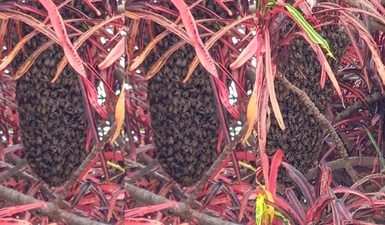 Morador solicita ação urgente para remoção de caixa de abelhas no bairro Pontal Norte