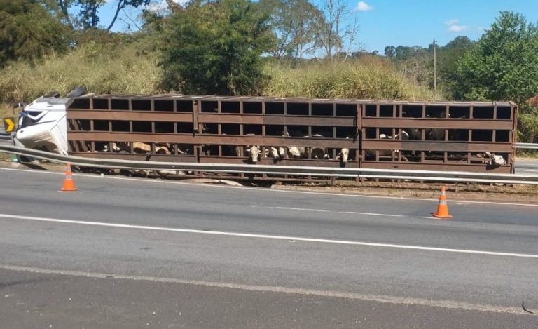 Caminhão com gado tomba na BR-050 próximo à ponte Estelita na divisa de Goiás com Minas Gerais