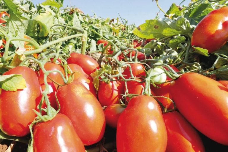 IBGE prevê aumento na produção de sorgo e tomate em Goiás