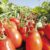 IBGE prevê aumento na produção de sorgo e tomate em Goiás