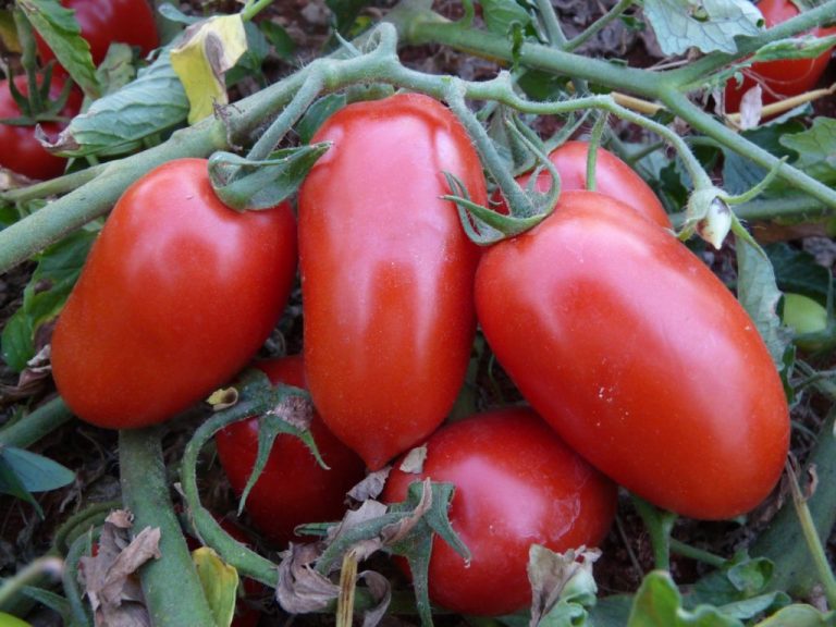 Goiás mira produção de  1,4 milhão de toneladas de tomate em 2024