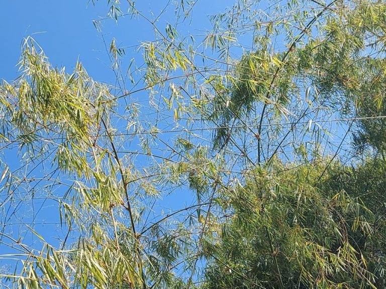 Moradores de fazenda em Davinópolis pedem poda de árvores em rede elétrica há meses