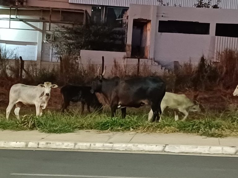 Gado é flagrado solto em avenida de Catalão: Lei prevê punição rigorosa a proprietários