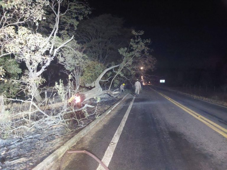 Incêndio em árvore interrompe trânsito na GO-330, entre Catalão e Ouvidor