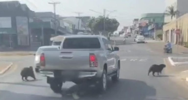 Motorista é multado em Catalão após quase atropelar capivaras na avenida da represa do Haley