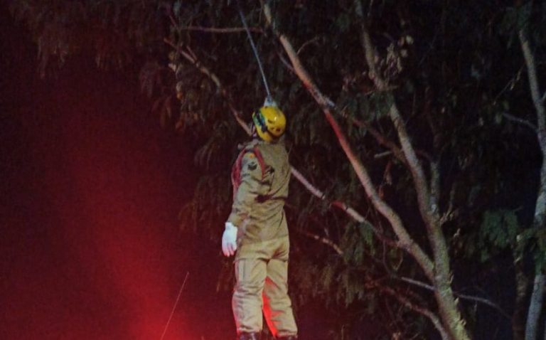 Corpo de Bombeiros de Catalão resgata Jiboia em árvore, na Alameda dos Buritis
