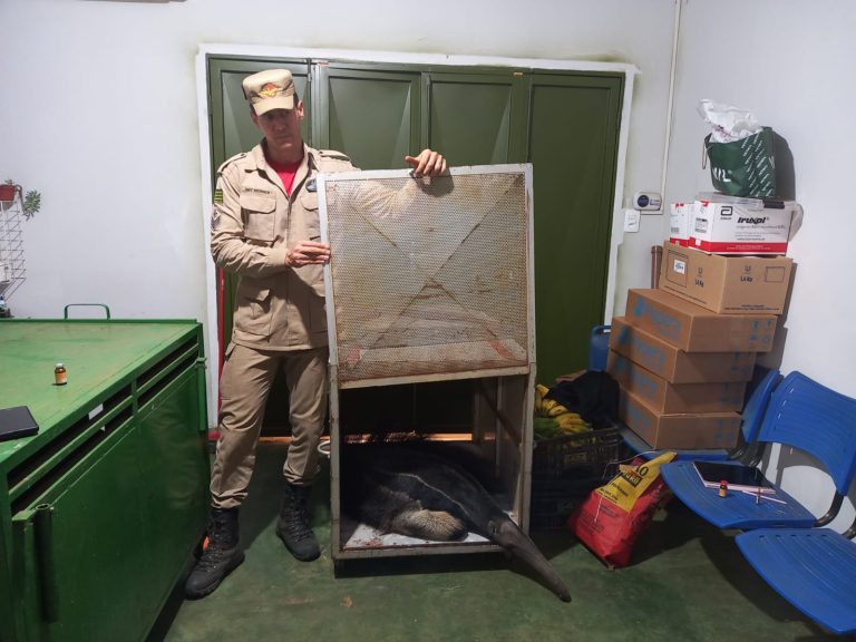 Tamanduá bandeira é resgatado às margens da GO-330, pelos Bombeiros, com ferimentos nas quatro patas, causados por queimaduras
