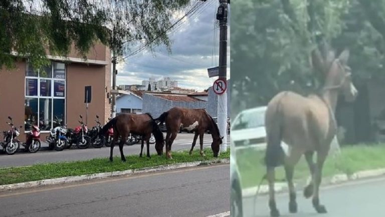 SEMMAC resgatou animais soltos em avenidas de Catalão