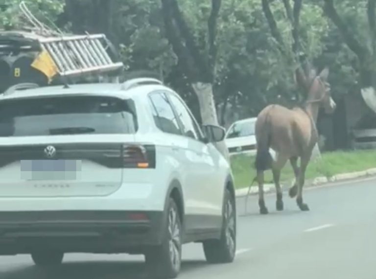 Jegue corre entre carros na avenida de Catalão