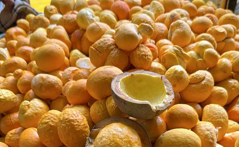 Goiás fatura R$ 5,65 milhões com produção recorde de pequi