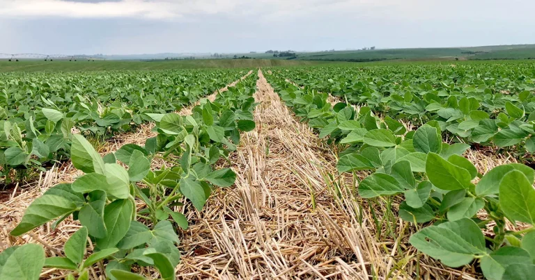 Agrodefesa de Catalão alerta sobre cadastro das lavouras Soja
