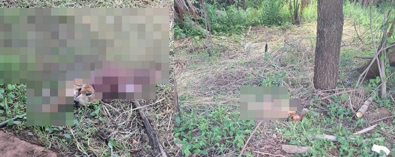 Polícia de Catalão investiga morte de cães no bairro Campo Belo