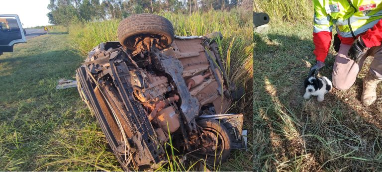 Motorista e cachorro sobrevivem a capotamento na BR-050
