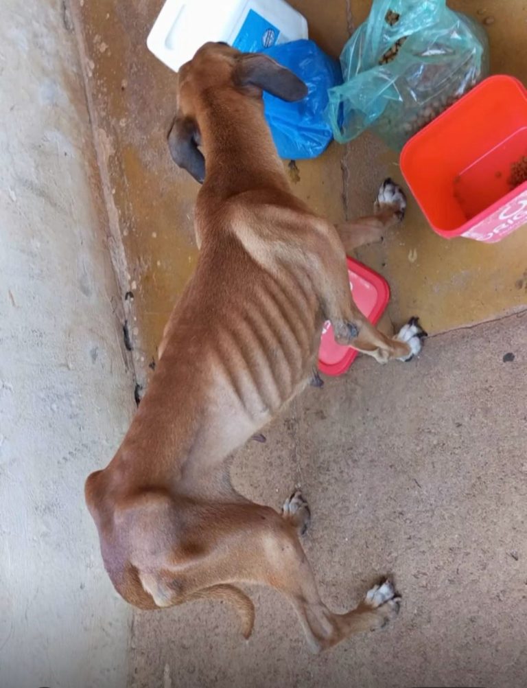 Polícia Civil de Catalão prende em flagrante autor de maus-tratos a cachorro