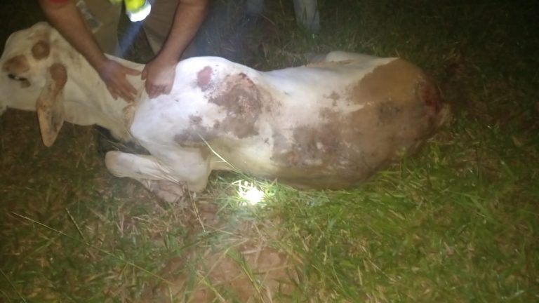 Bombeiros resgatam boi ferido em fazenda de Catalão, após queda em grota