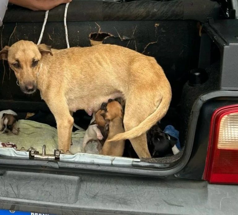 Polícia Civil resgata cadela e 10 filhotes em situação de maus-tratos em Catalão