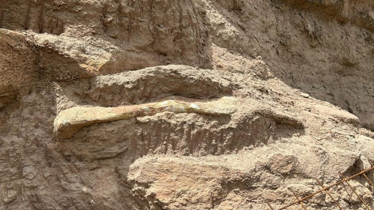 Novos fósseis supostamente de tiranossauro foram encontrados na BR-050 em Uberaba-MG