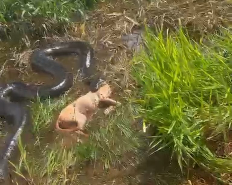 Vídeo de cobra com cachorro na boca não ocorreu em Catalão; caso foi registrado em Minas Gerais