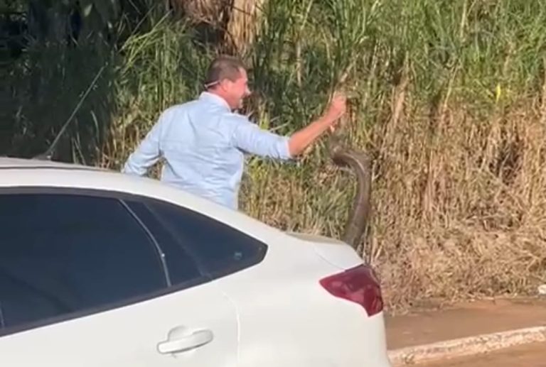 Prefeito de Campo Alegre de Goiás retira jiboia do asfalto