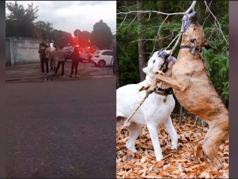 Bebê de 10 meses morre após ataque de pitbull em Goiânia