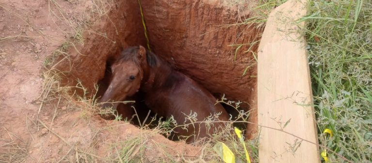 Cavalo é resgatado por bombeiros após queda em buraco de três metros, em Catalão