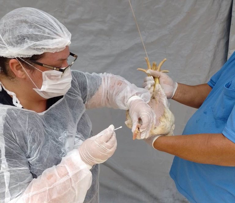 Goiás decreta situação de emergência zoossanitária preventiva contra a gripe aviária