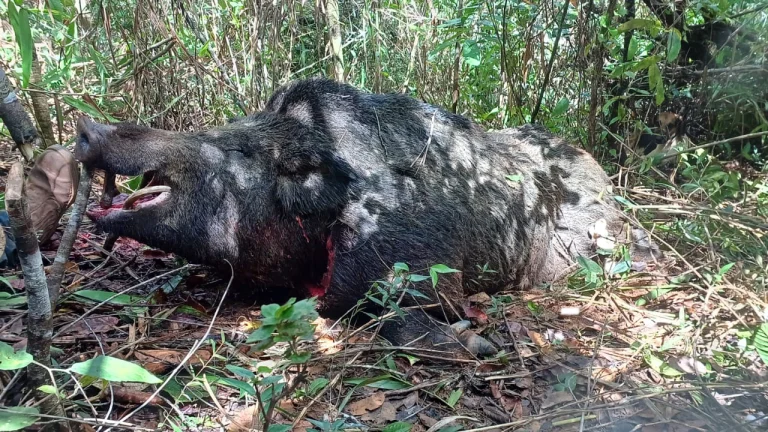 Javali gigante é abatido por caçadores em Minas Gerais
