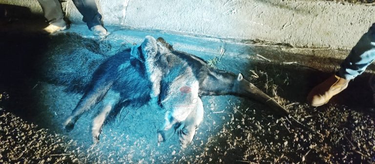 Tamanduá-bandeira morre atropelado e filhote é salvo na GO-210, entre Goiandira e Nova Aurora