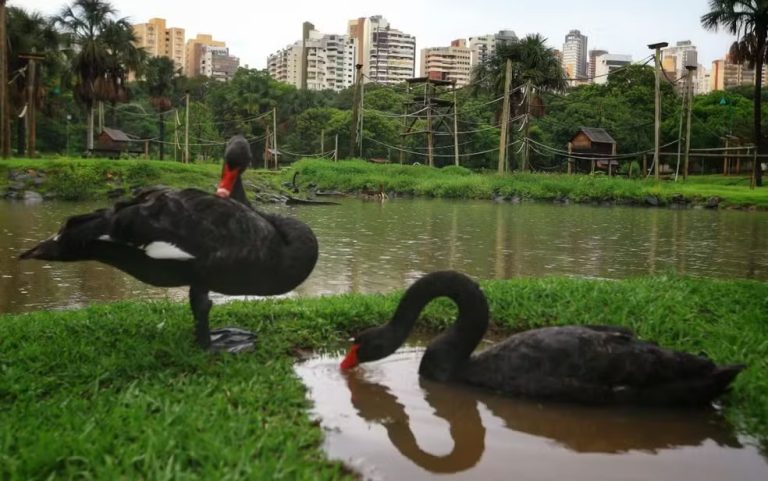 Cisne negro morre no zoológico de Goiânia, e local é fechado para investigar gripe aviária