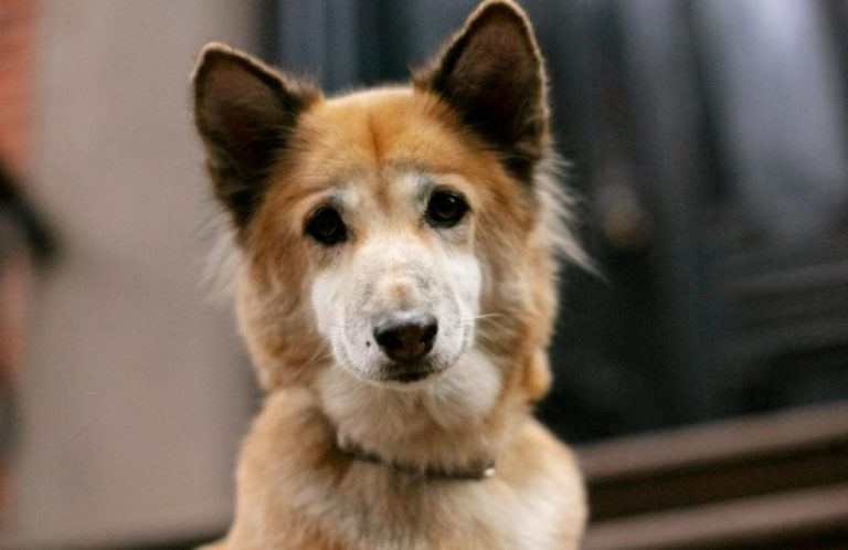 Prefeitura de Catalão promove campanha de doação de ração para animais