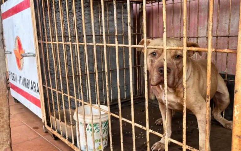 Pit bull da família mata menino de 4 anos em Itumbiara; mãe será indiciada