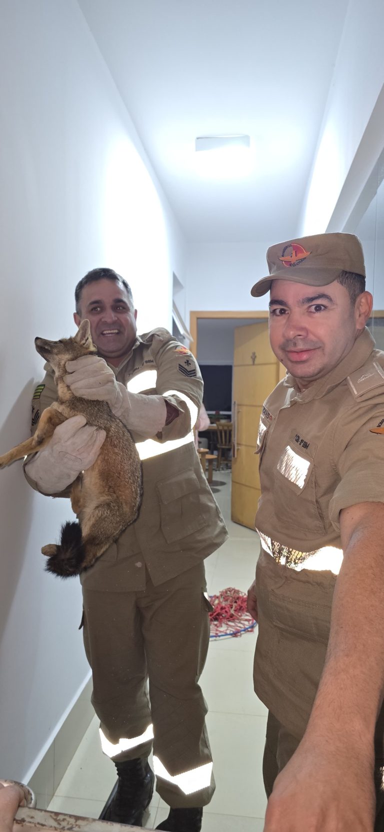 Corpo de Bombeiros resgata cachorro-do-mato em condomínio de Catalão