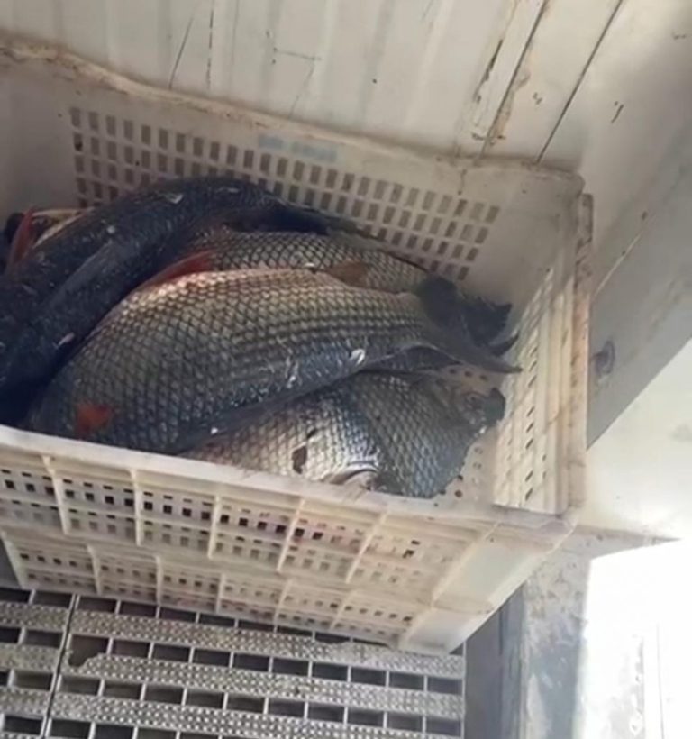 Polícia Ambiental apreende 400 kg de pescado irregular no Lago da Usina Serra do Facão, em Catalão