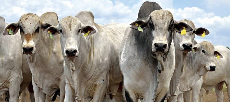 Agrodefesa confirma mortes de gado por raiva em Goiás