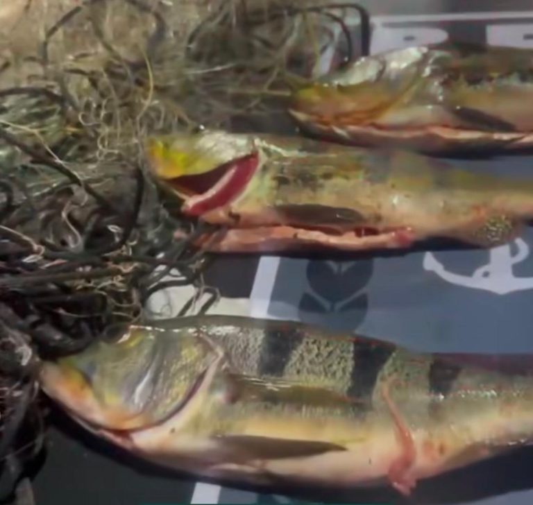 Homem é preso por pesca predatória em Anhanguera; 11 kg de pescado foram apreendidos