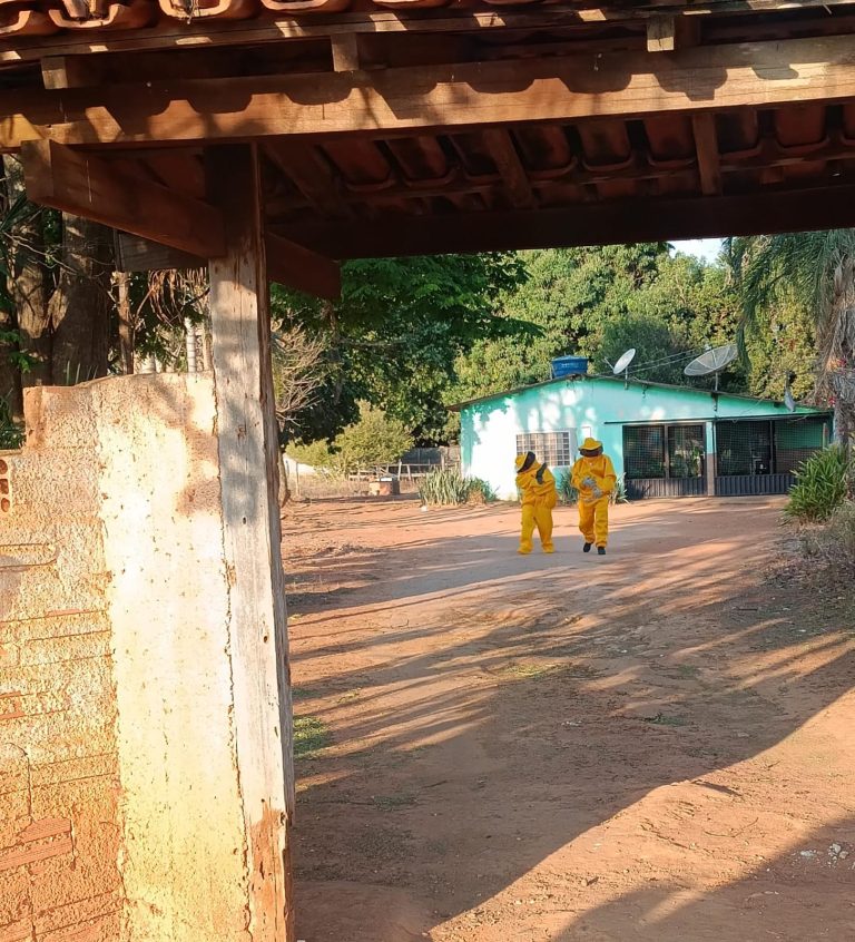 Enxame de abelhas invade casa em Ipameri e Bombeiros resgatam moradora e cachorros