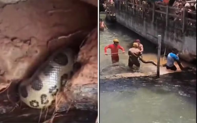 Caldas Novas: Bombeiros resgatam sucuri de cinco metros em área de banho do Rio Quente