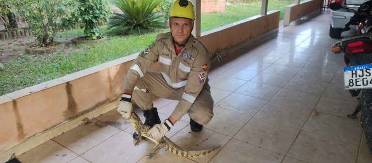 Bombeiros resgatam filhote de jacaré encontrado em área rural de Goiandira