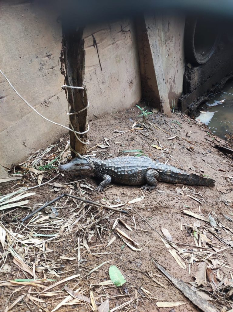Bombeiros capturam jacaré em córrego no bairro Jardim Jeriquara, em Caldas Novas
