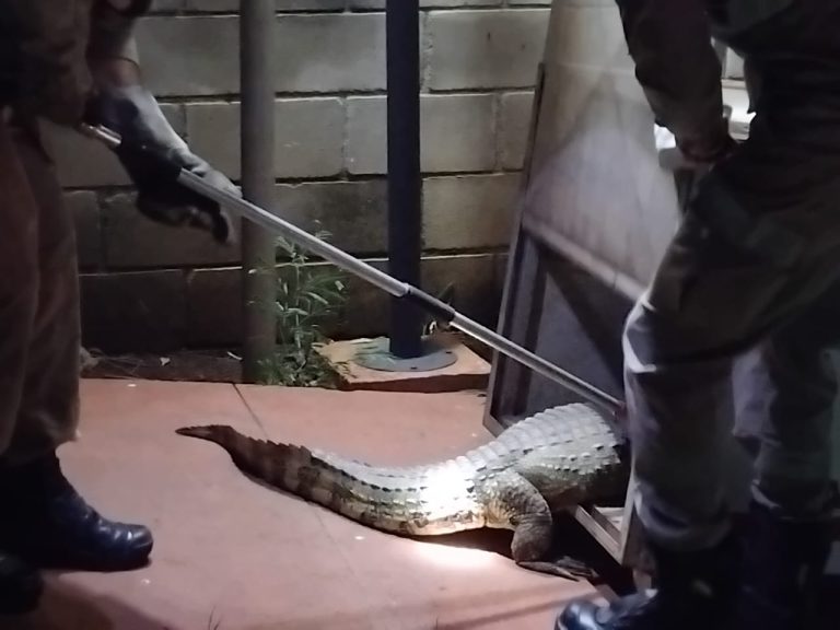 Jacaré de 1,5 metro é capturado em condomínio de Catalão