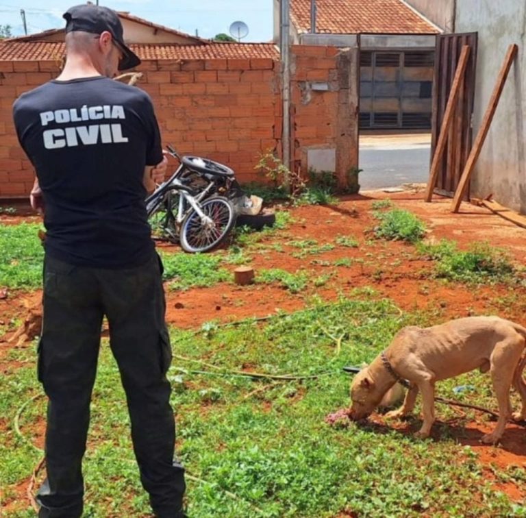 Pit bull é resgatado em situação extrema de abandono em Ouvidor